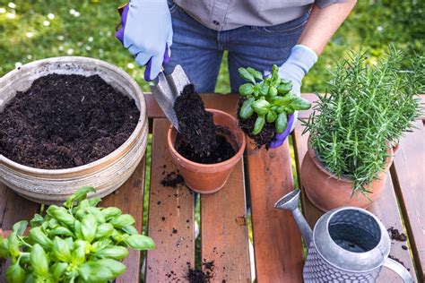 Grow herbs in pots