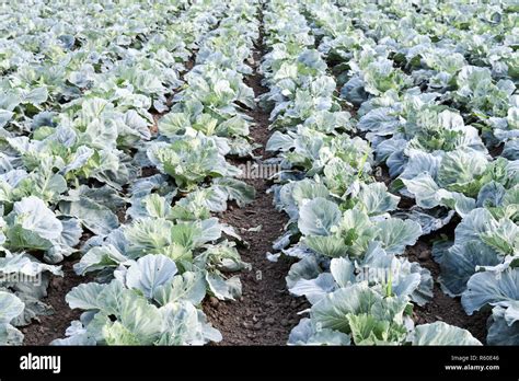 The cabbage field Stock Photo - Alamy