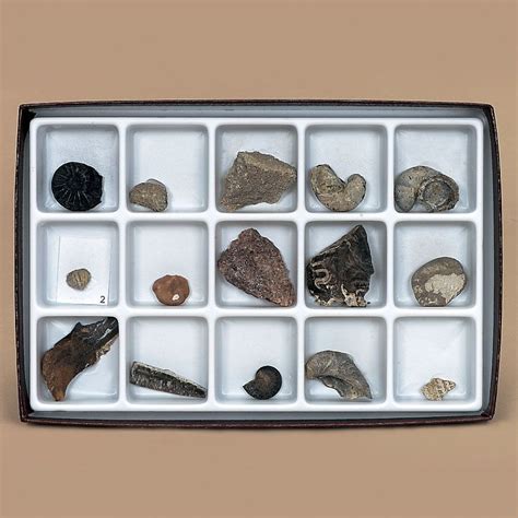 Mesozoic Fossil Collection | Carolina Biological Supply