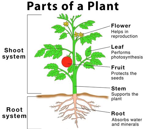 What are Parts of Plants and their Functions? - Your Info Master