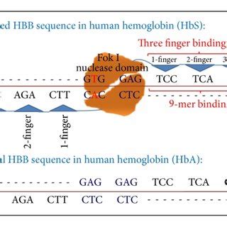 Normal HBB gene retrieved from NCBI website. | Download Scientific Diagram