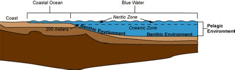 Neritic zone - Alchetron, The Free Social Encyclopedia