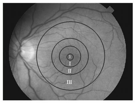 Normal Anatomy of the Macula | Ento Key