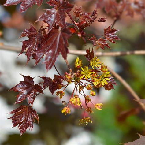 Crimson King Maples for Sale | BrighterBlooms.com