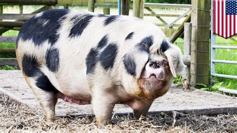 Giant pig caught on tape swaggering through Alabama neighborhood - TomoNews - YouTube