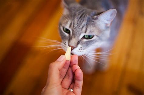 Can Cats Eat Cheese Safely? What Types? Cheddar, Cottage, Cream, Feta?