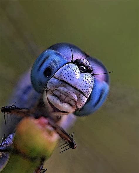 A Beautiful Dragonfly stock photo. Image of forward - 133008538