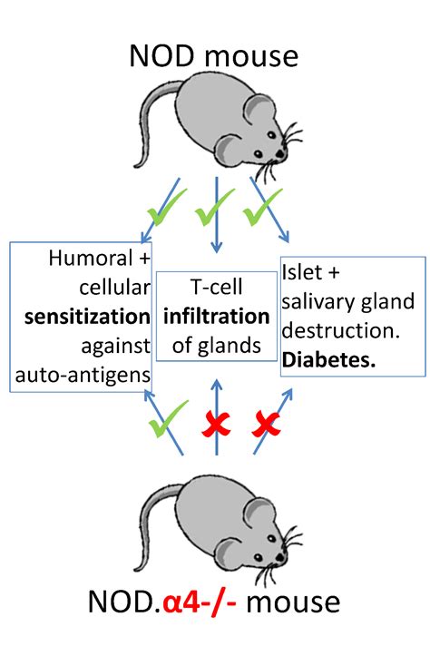 Cells | Free Full-Text | Adaptive Immunity and Pathogenesis of Diabetes: Insights Provided by ...