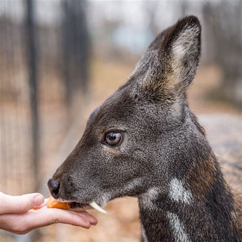 Unusual deer with fangs – 7 things you didn't know about them | Water ...