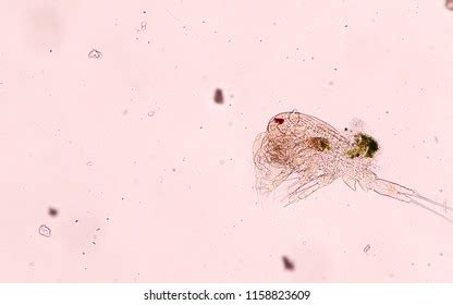 Zooplankton Images, Stock Photos & Vectors | Shutterstock