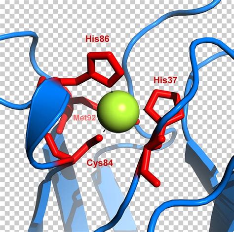 Plastocyanin Copper Protein Metalloprotein Electron Transfer PNG, Clipart, Amino Acid, Area ...