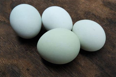 5 Fun Breeds Of Chickens That Lay Blue Eggs