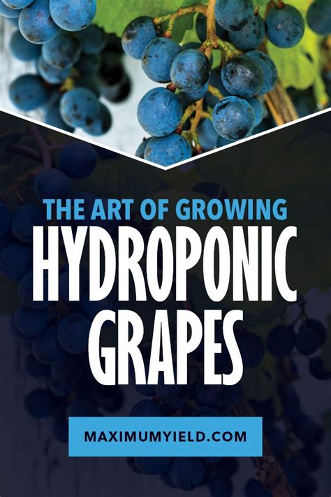 The Art of Growing Hydroponic Grapes | Hydroponics, Hydroponics diy, Grapes