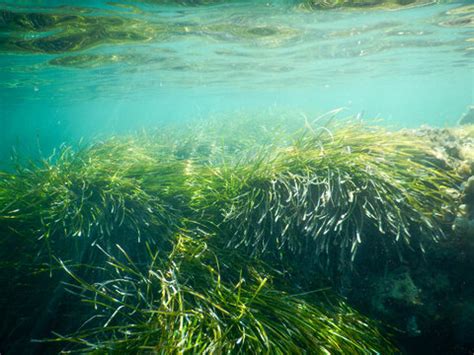 Posidonia Images – Browse 1,011 Stock Photos, Vectors, and Video | Adobe Stock