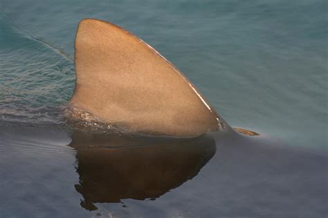 Shark Dorsal Fin: What, Why, Function, Different,Facts - Animal Queries