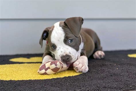 Training a Puppy: Top Puppy Training Tips - Central Bark USA