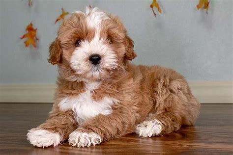 Shih-Poo Puppies For Sale | Houston, TX #102896 | Petzlover