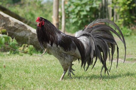 Sumatra Chicken: Everything You Need To Know