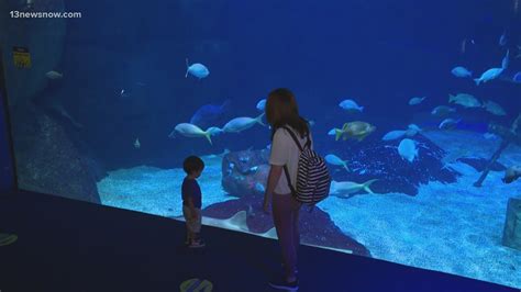 Virginia Aquarium seeks COVID-19 relief funding from Virginia Beach ...