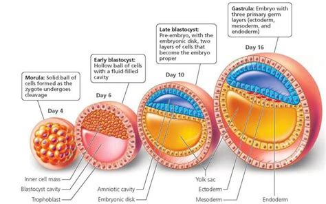 Development throughout Life - Biology of Humans | Histologia, Emoções