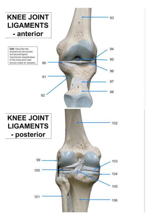 KNEE JOINT LIGAMENTS Diagram | Quizlet