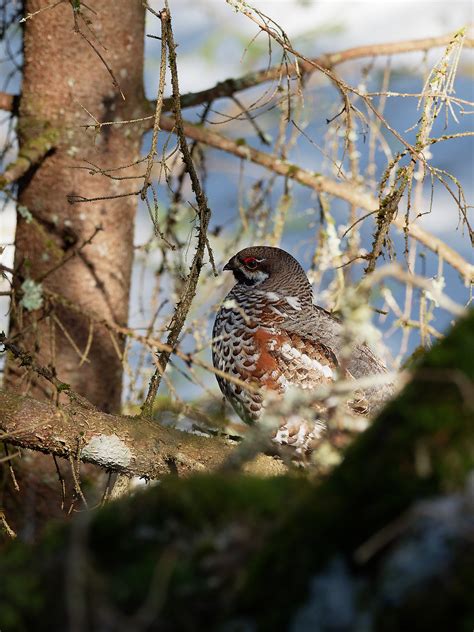 Male hazel grouse | BirdForum