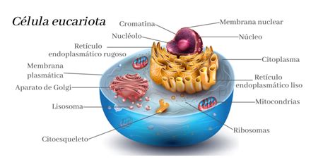 LA CELULA