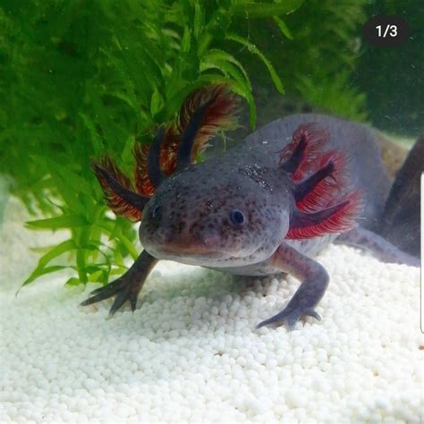 Melanoid Axolotl – Premium Axolotl