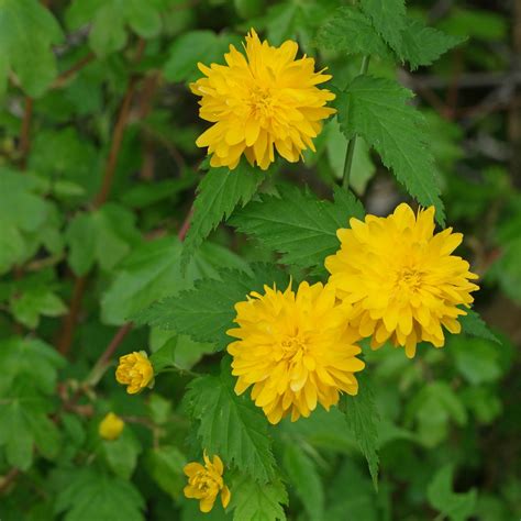 Kerria japonica "Pleniflora"