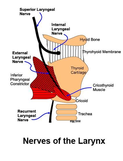 Anatomy of Laryngeal Nerves * OTOLARYNGOLOGY HOUSTON