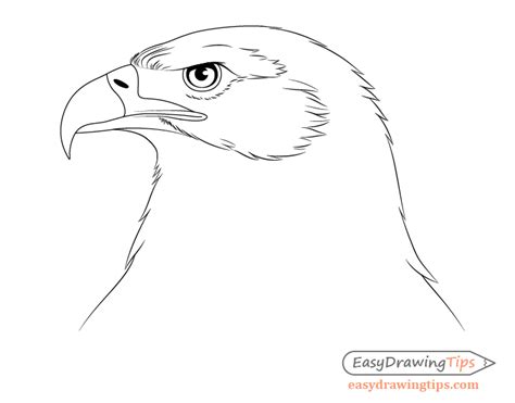 How To Draw A Eagle Step By Step Easy