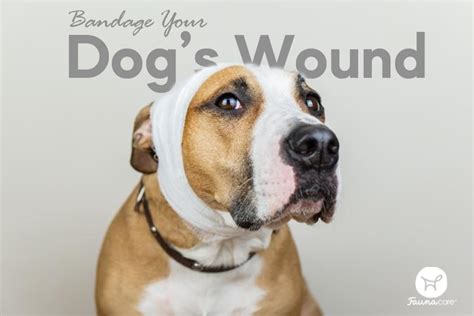 Bandage Your Dog’s Wound in 8 Simple Steps - Fauna Care