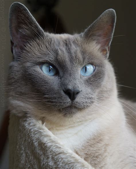 Did You Know Siamese Cats' Eyes Explain Why the Sky Is Blue? | Siamese ...