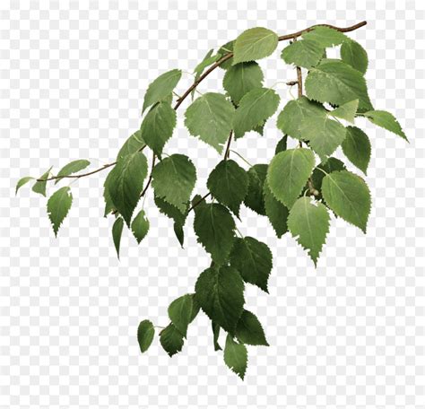 Birch Tree Leaves Png, Transparent Png - vhv