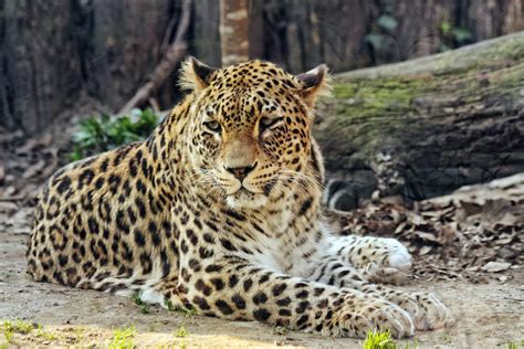 What Do Leopards Eat? Discover the Leopard Diet (with Photos) - WildlifeTrip