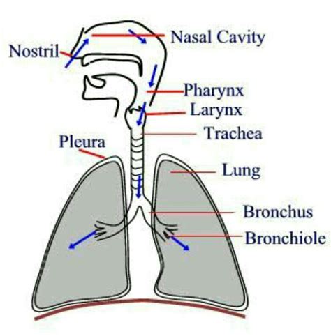 Draw the flow chart for passing of air in the human respiratorysystem? - Brainly.in