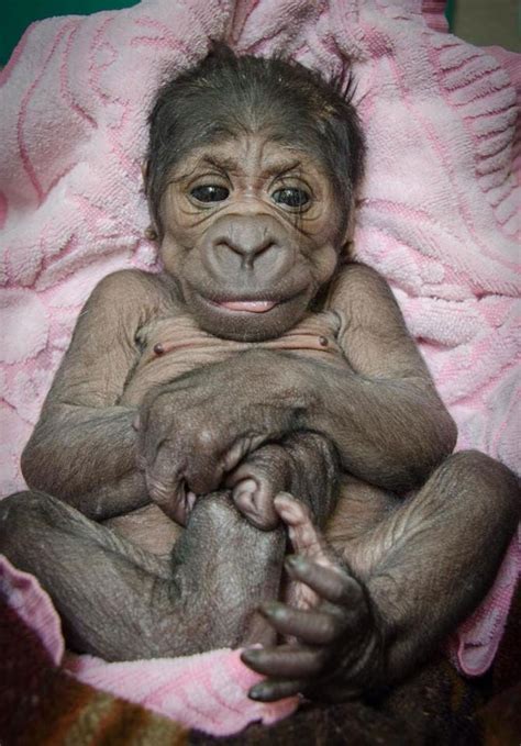 OKC Zoo Celebrates Birth Of Baby Gorilla