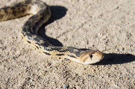 Cool Facts About Gopher Snakes - Embora Pets