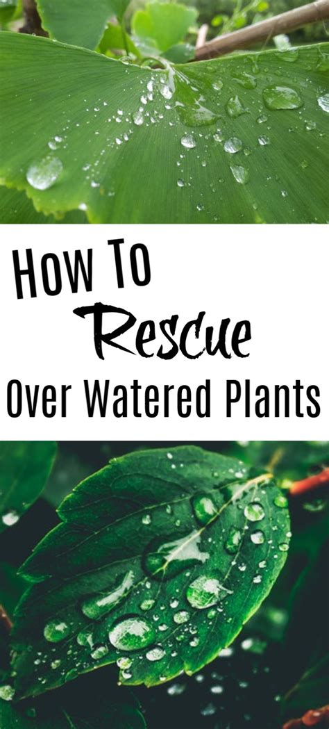 How To Rescue Over Watered Plants