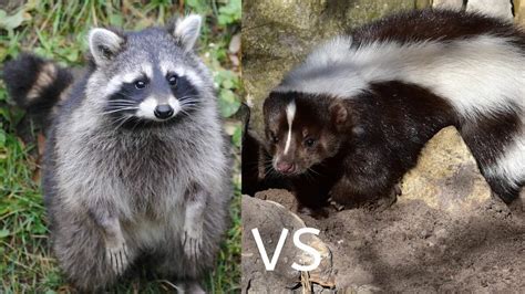 Raccoons VS Skunks - How Do They Compare? - Floofmania