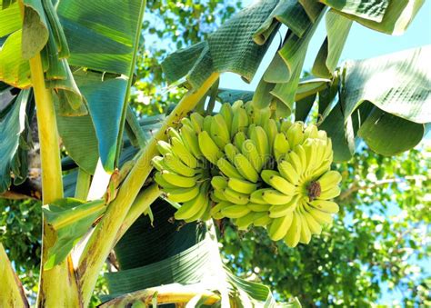 Banana Tree in Philippines stock image. Image of images - 106801081