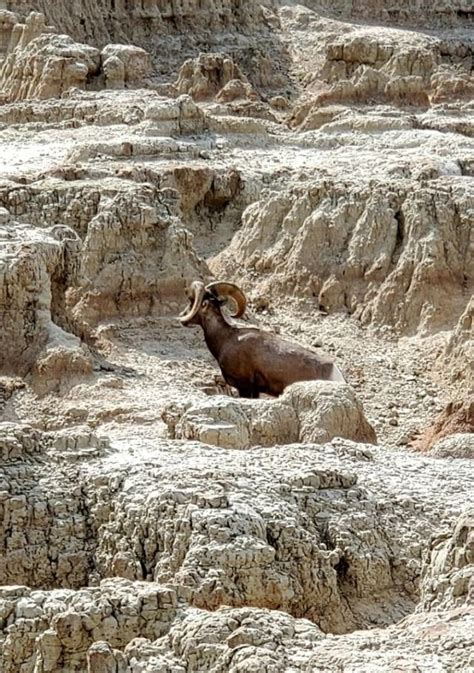 Bighorn sheep in Badlands National Park in 2020 | Badlands national park, National parks, Pet birds