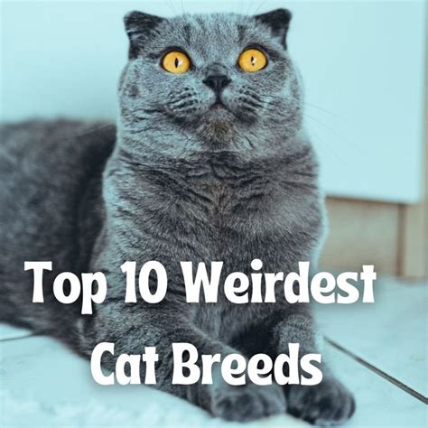 Top 10 Weirdest Cat Breeds - PetHelpful