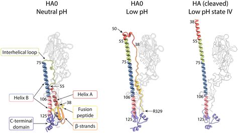 Cleavage Of HA0 Into HA1 And HA2 At Specific Cleavage Download Scientific Diagram | atelier-yuwa ...