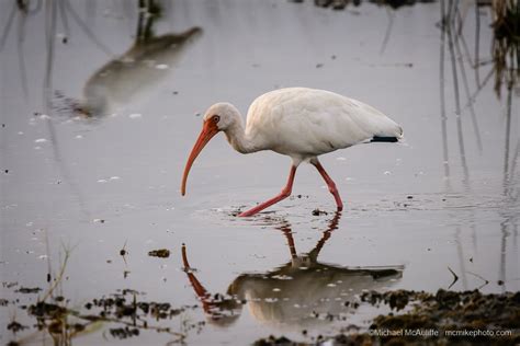 October Birds of Merritt Island National Wildlife Refuge - Michael ...