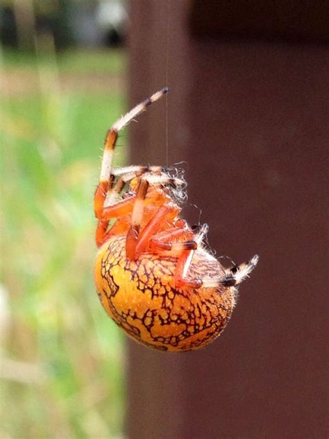 Amazing Marbled Orb Weaver Spider | Insects, Arachnids, Spider