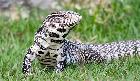 Argentine Black and White Tegu Facts - Animals of South America - WorldAtlas