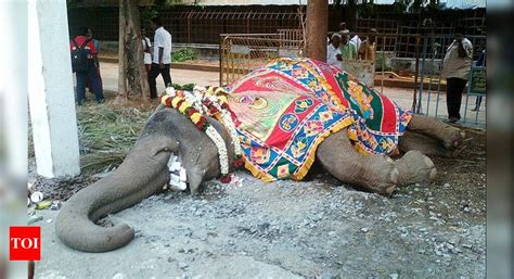 Tiruvannamalai Arunachaleswarar Temple elephant dies | Chennai News - Times of India