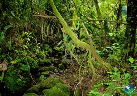 Braulio Carrillo National Park in Costa Rica