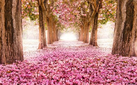 High Definition Nature Wallpapers with Falling Cherry Blossoms in ...